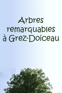 Inventaire des arbres remarquables