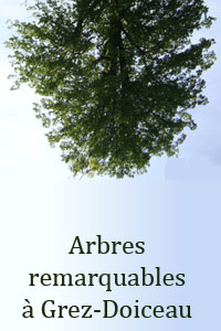 Arbres remarquables � Grez-Doiceau