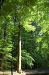 Les points importants pour pr�server les arbres (remarquables ou non). -- 28/02/09